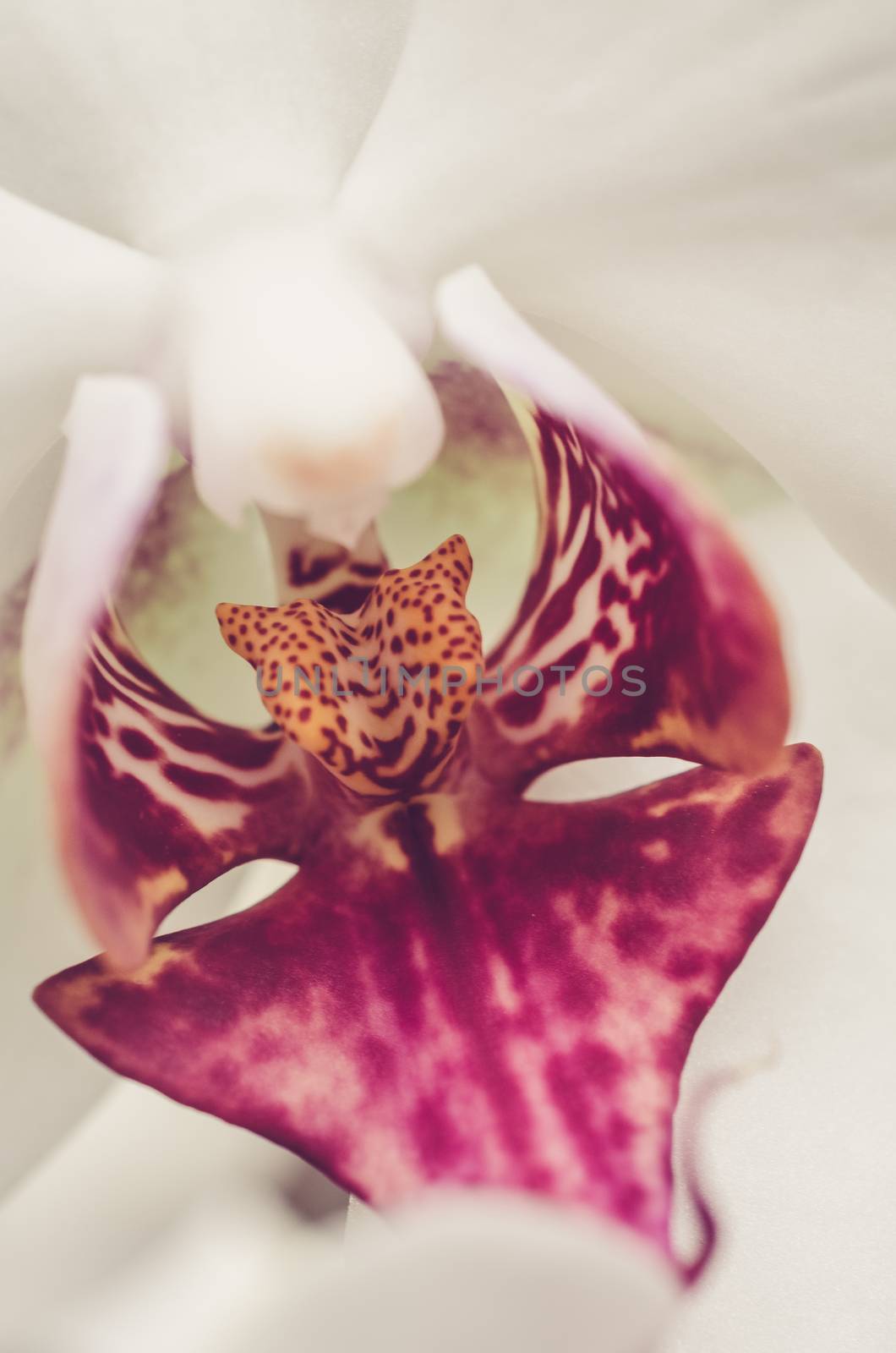 extreme detail of white and red orchid