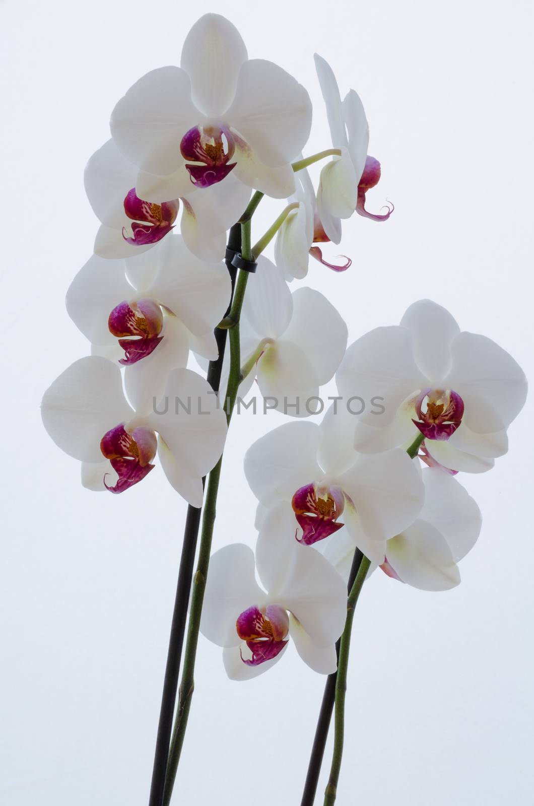 branch of orchid by mirekpesek