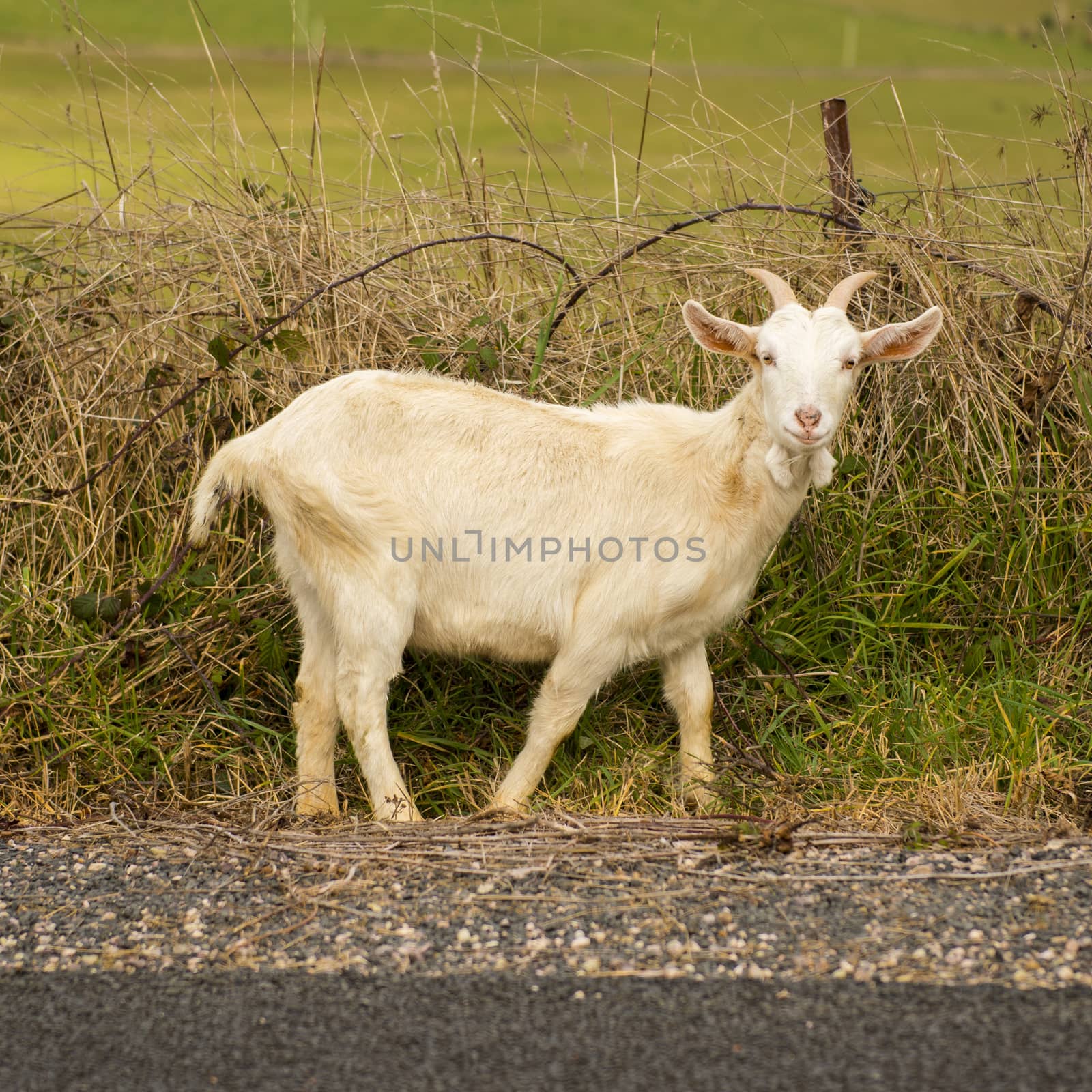 Goat outside during the day time by artistrobd