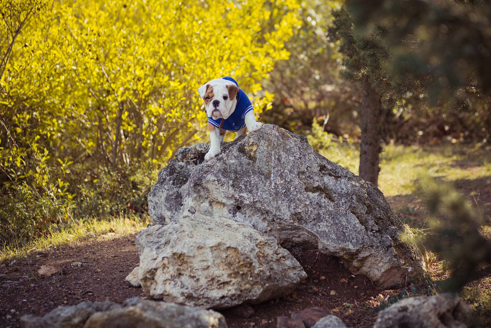 Puppy english french bulldog red white fur posing sit for camera in wild forest wearing casual clothes.Cute little bull dog walking running in sentral park in summer spring time.