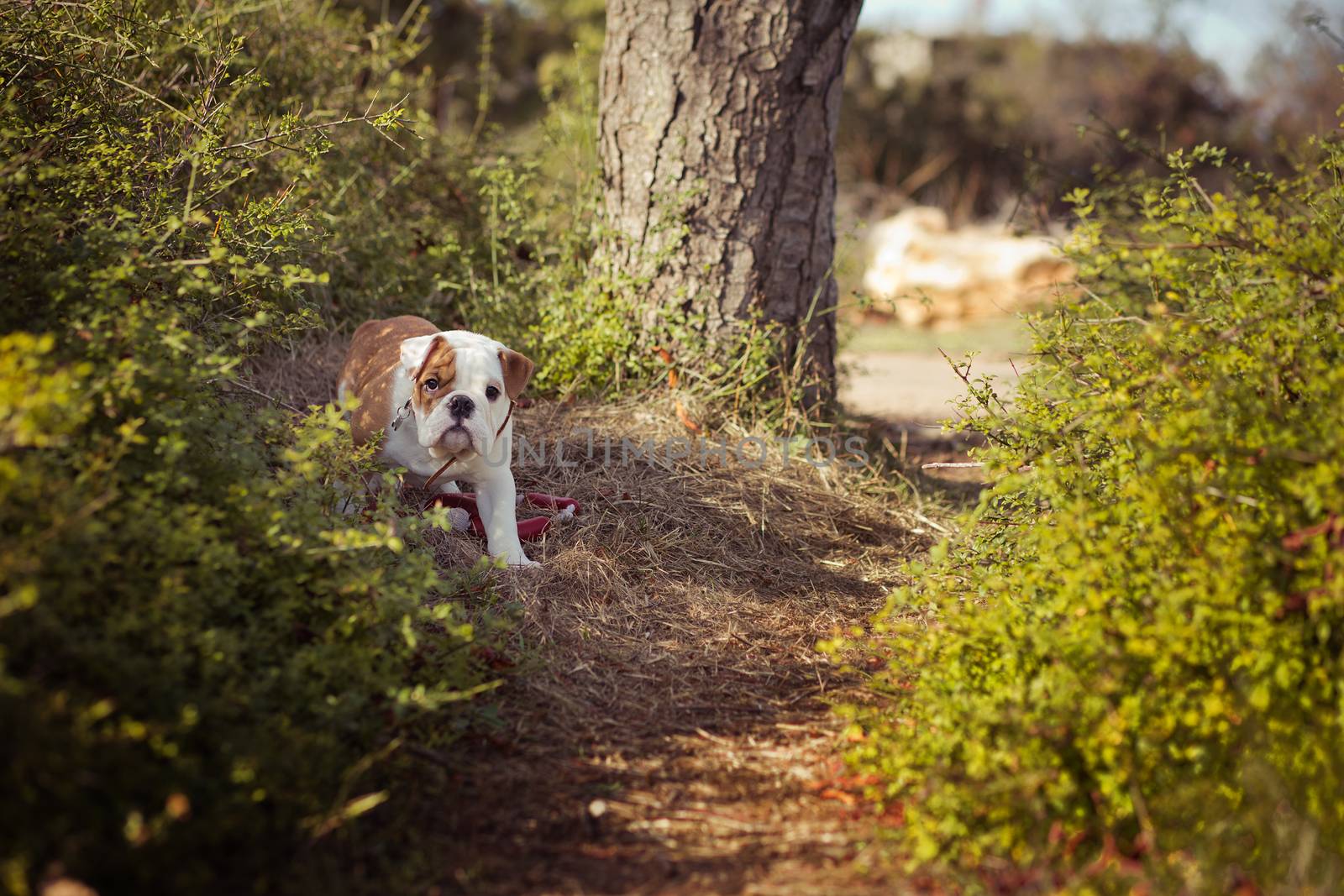 Puppy english french bulldog red white fur posing sit for camera in wild forest wearing casual clothes.Cute little bull dog walking running in sentral park in summer spring time.