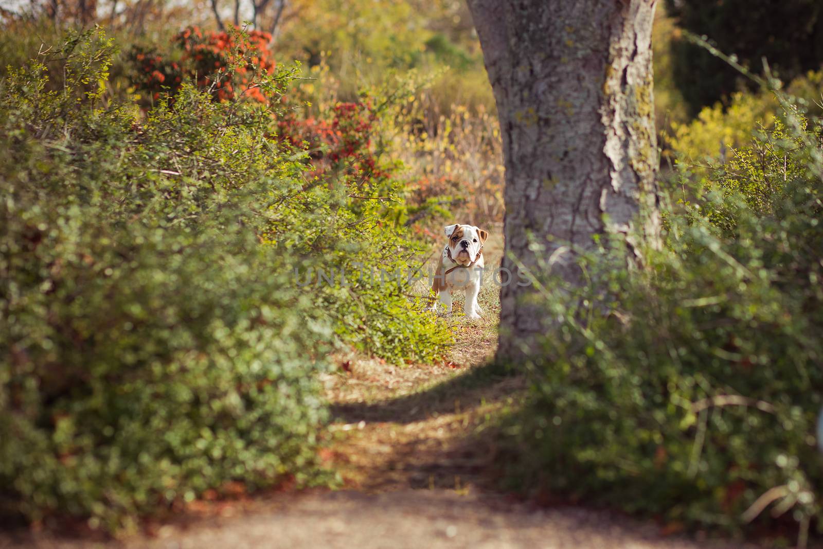 Puppy english french bulldog red white fur posing sit for camera in wild forest wearing casual clothes.Cute little bull dog walking running in sentral park in summer spring time.