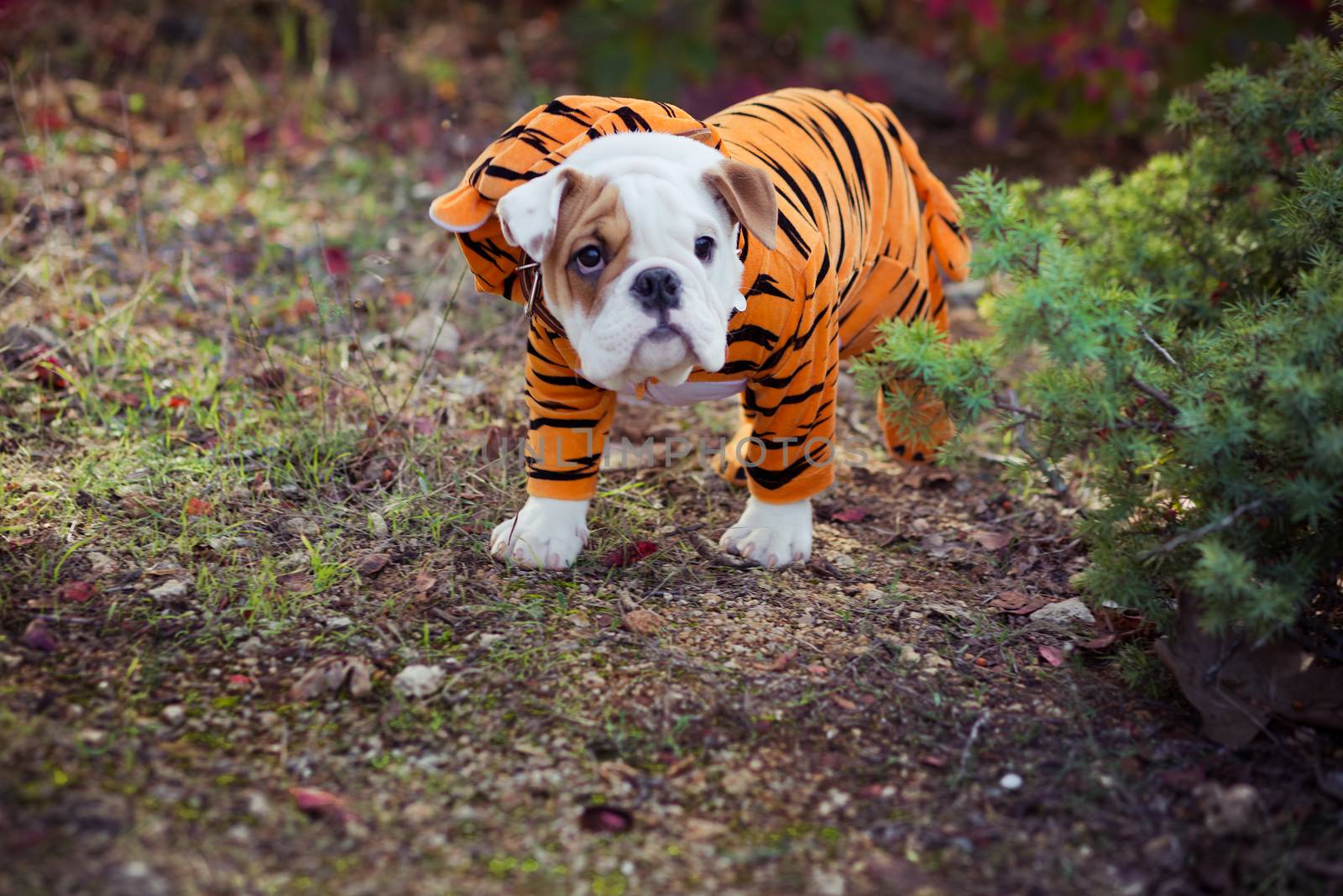 Puppy english french bulldog red white fur posing sit for camera in wild forest wearing casual clothes.Cute little bull dog walking running in sentral park in summer spring time.