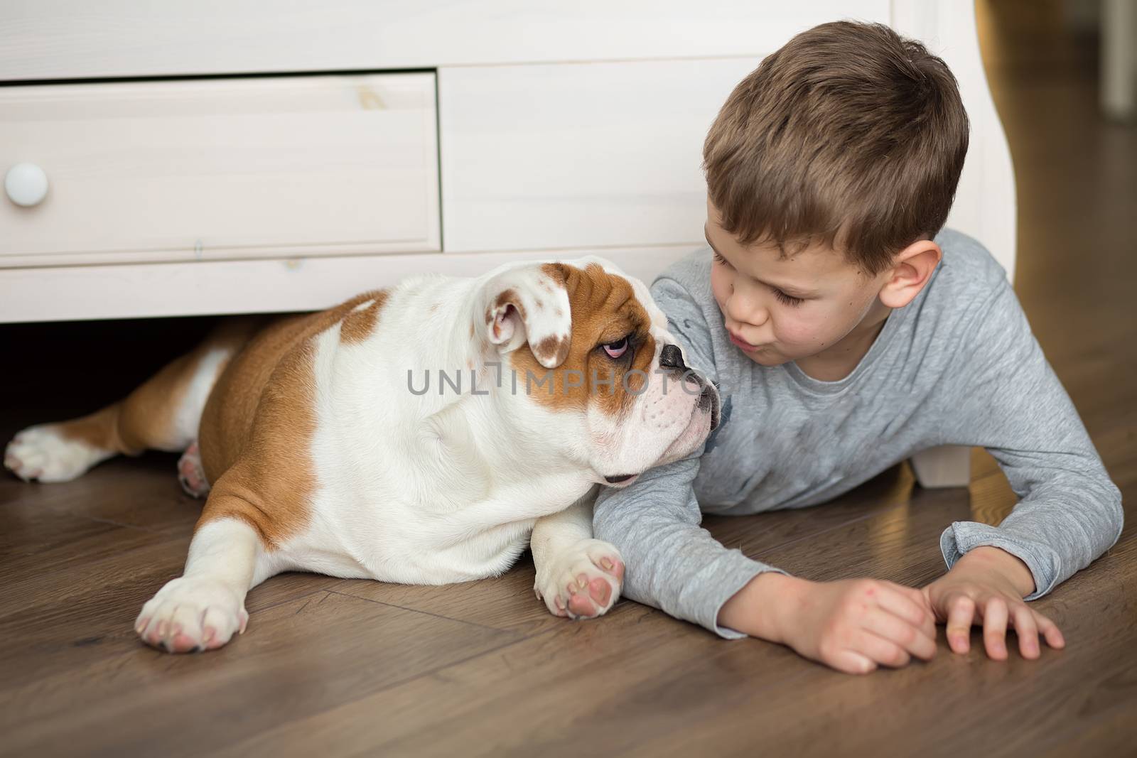 Cute boy plays on the floor on a carpet with puppies of English bulldog.