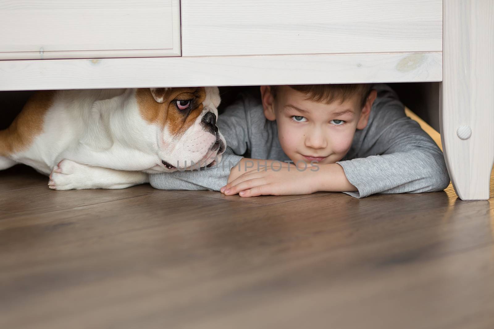 Cute boy plays on the floor on a carpet with puppies of English bulldog.