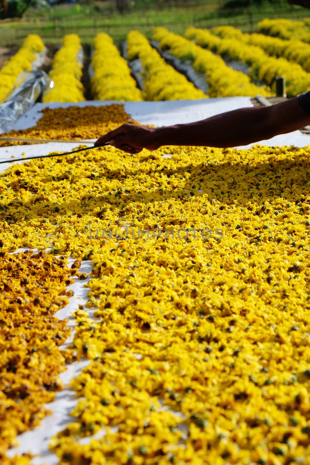 dried chrysanthemum flowers used for making herbal tea