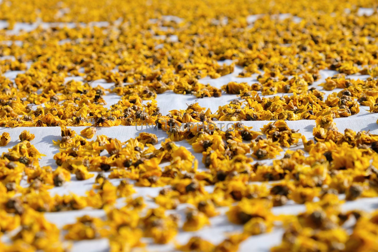 dried chrysanthemum flowers used for making herbal tea