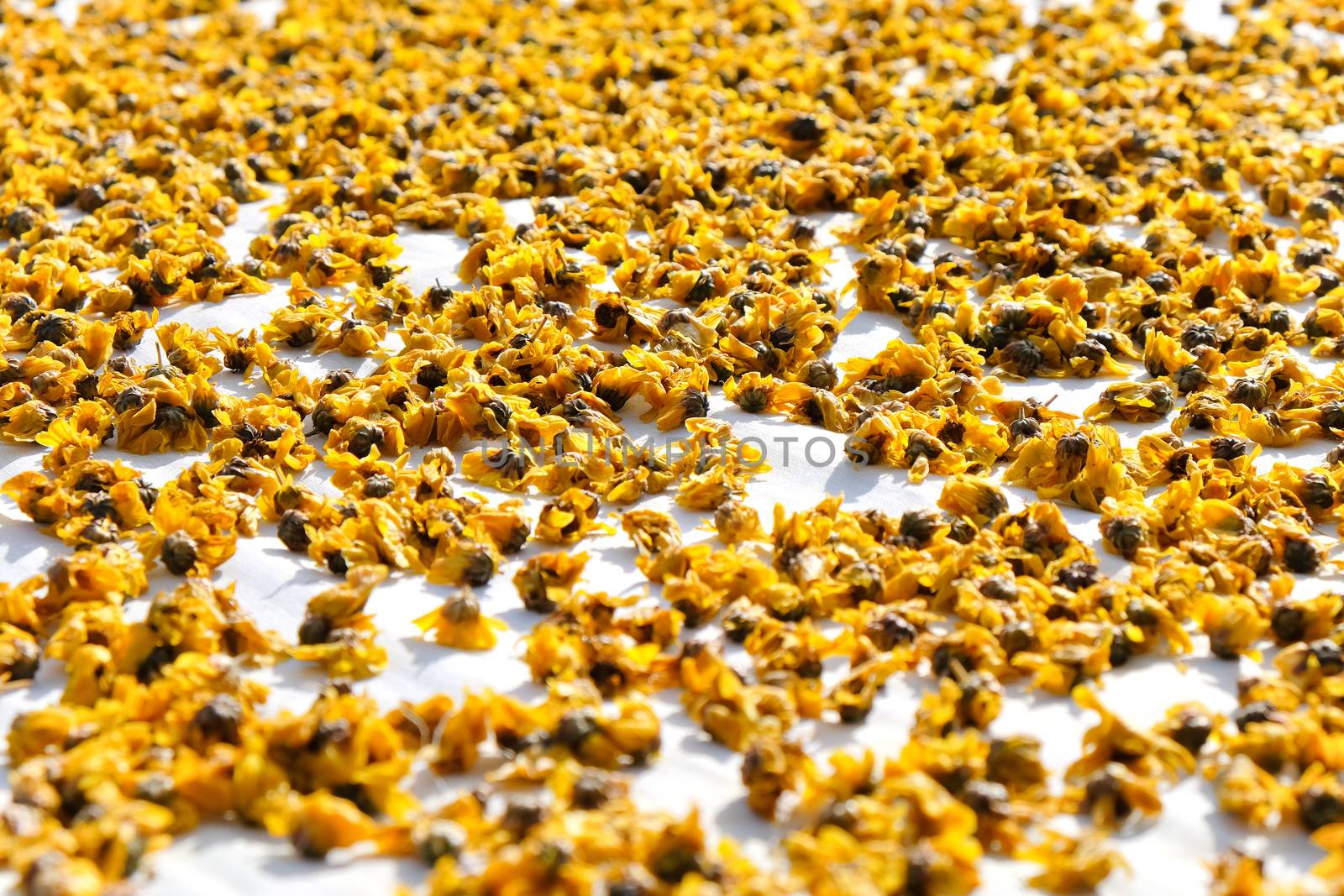 dried chrysanthemum flowers used for making herbal tea