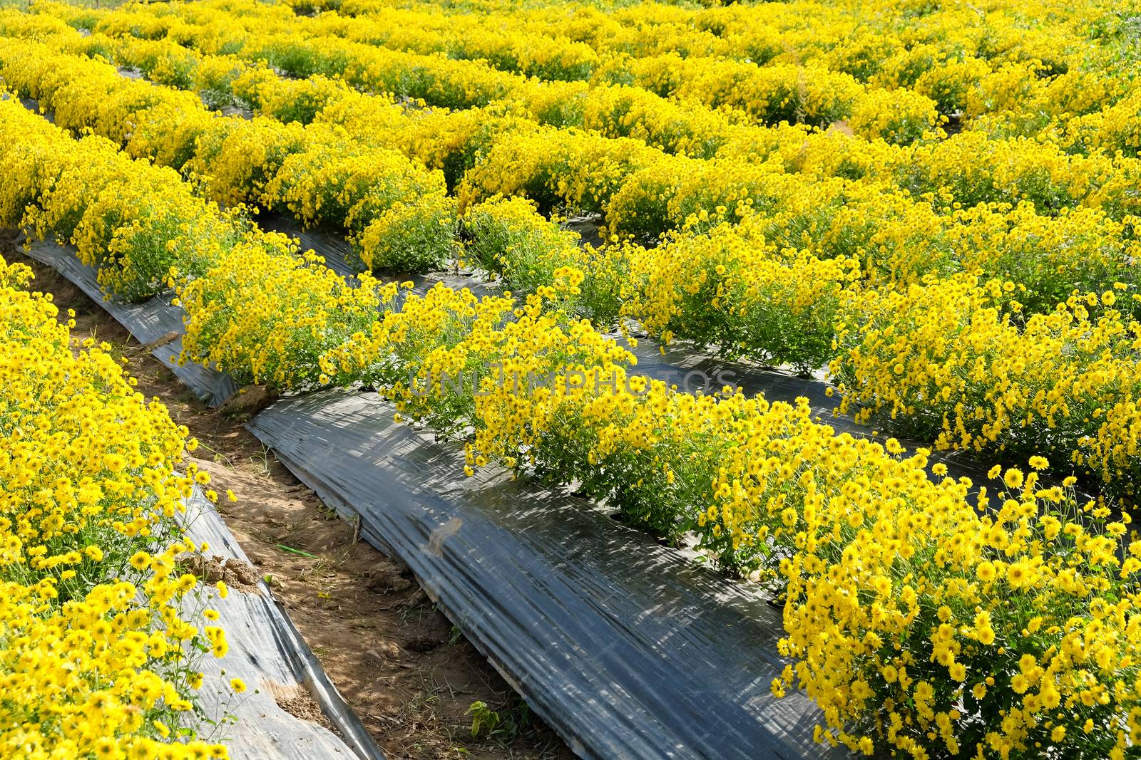 Yellow Chrysanthemum farm at Mae Hong Son Province,Thailand.