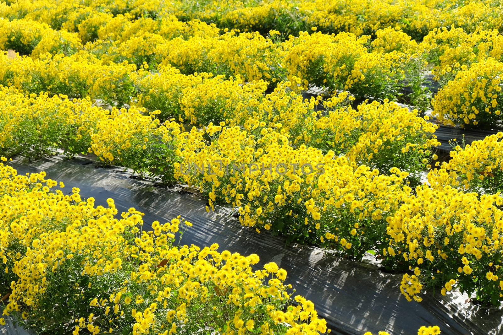 Yellow Chrysanthemum farm at Mae Hong Son Province,Thailand.