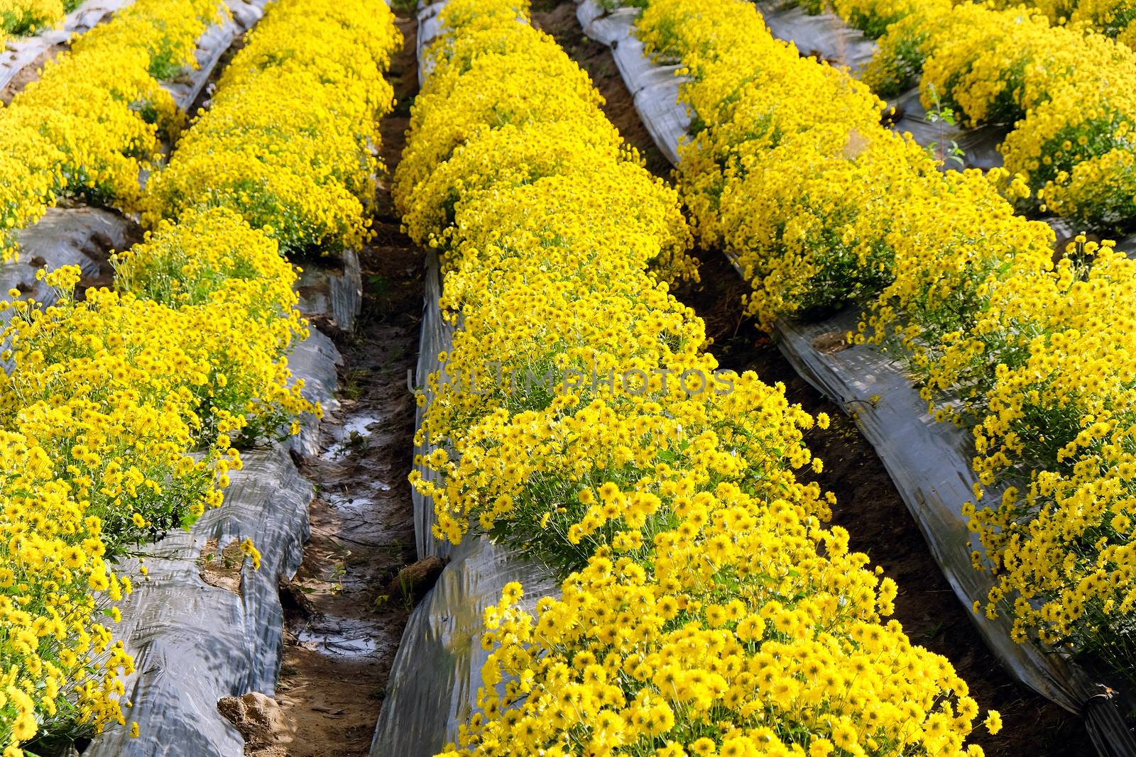 Yellow Chrysanthemum farm at Mae Hong Son Province,Thailand.