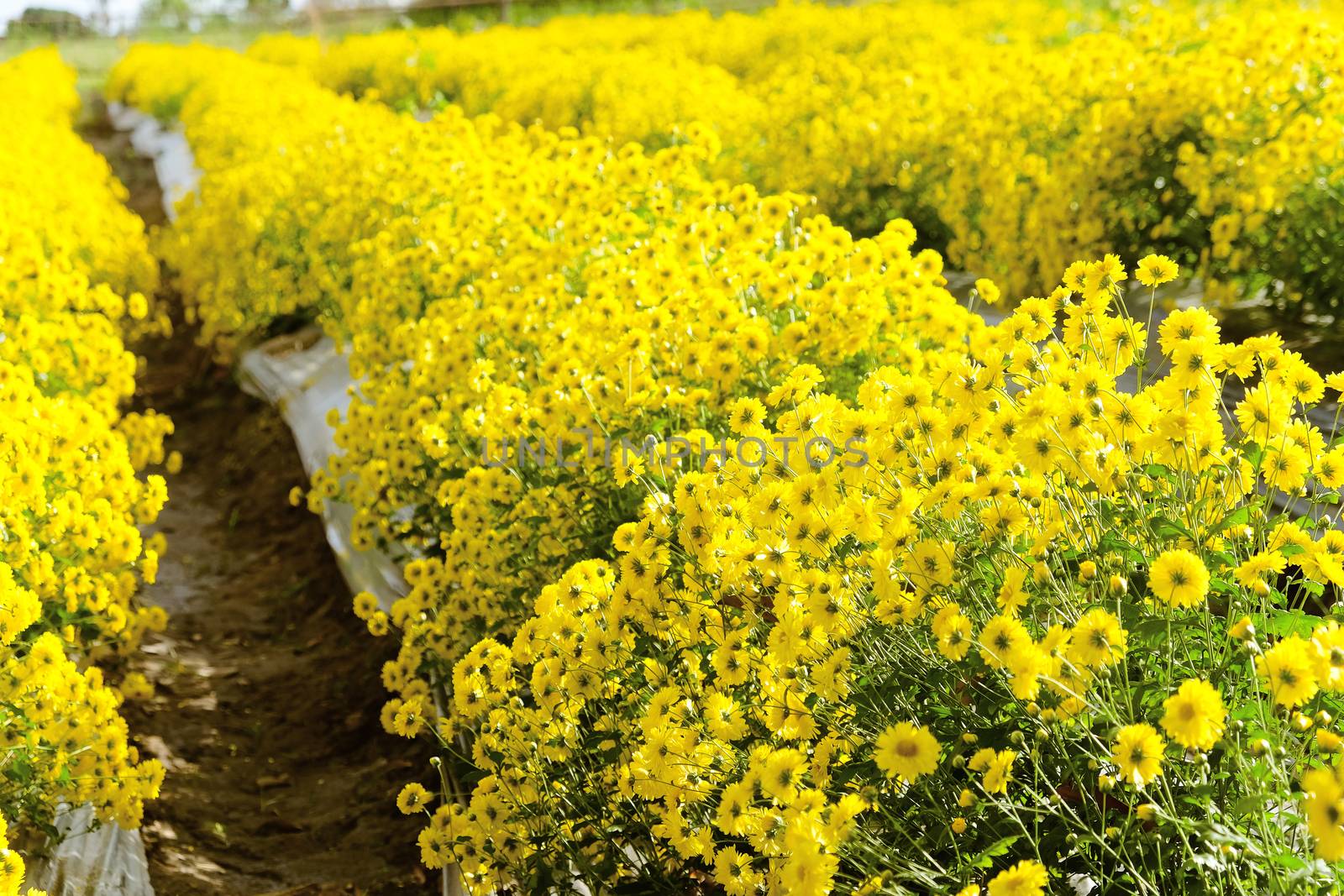 Yellow Chrysanthemum farm at Mae Hong Son Province,Thailand.