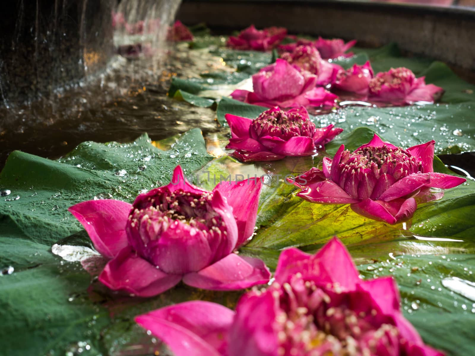 The pink lotus is on the lotus leaf. With drops on the leaf The left side is a small waterfall.