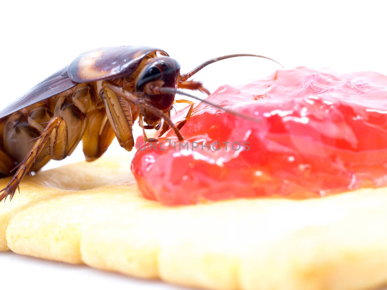 Close up cockroach on the whole wheat bread with jam. Cockroaches are carriers of the disease. by PattyPhoto