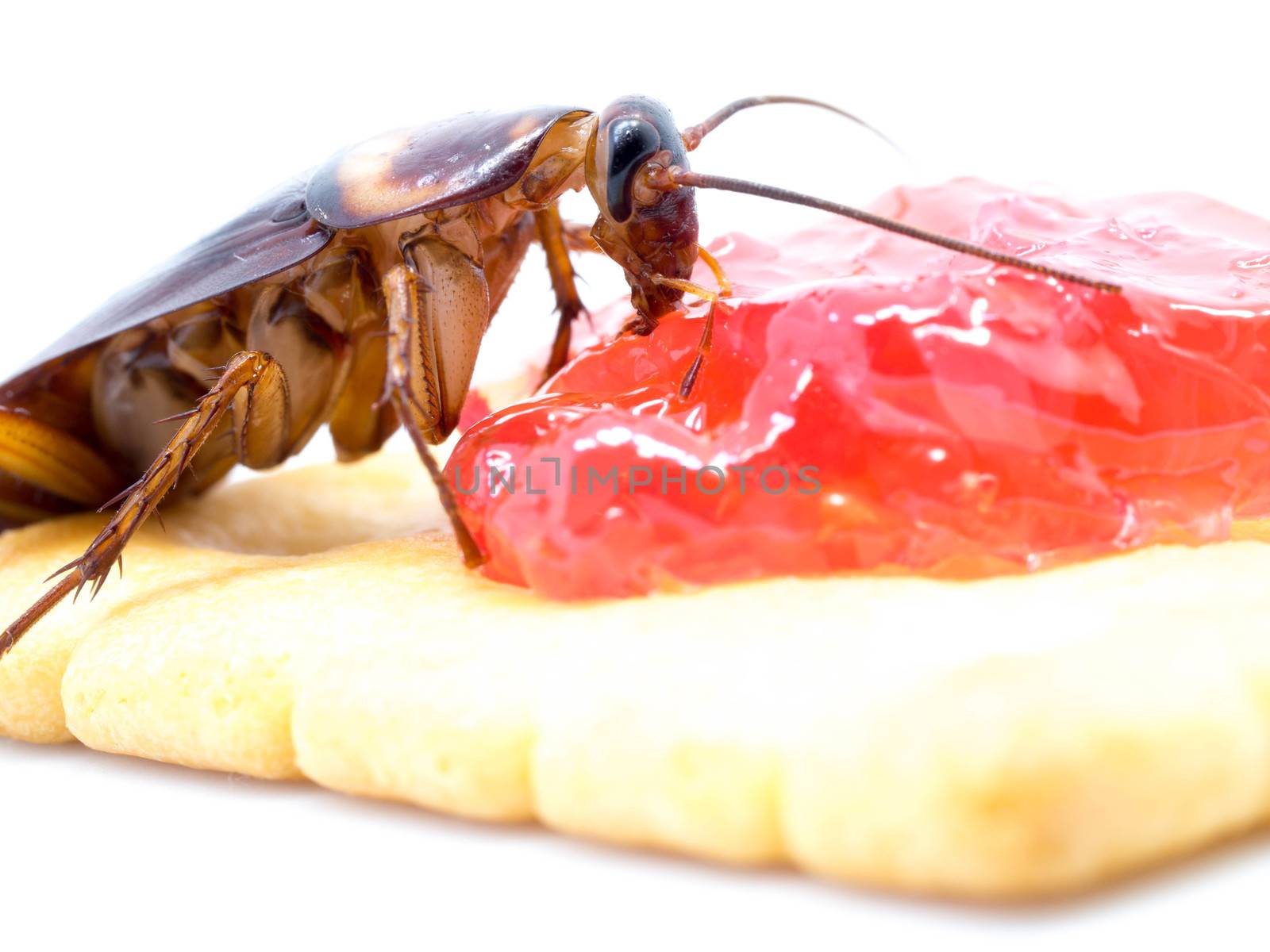 Close up cockroach on the whole wheat bread with jam. Cockroaches are carriers of the disease.