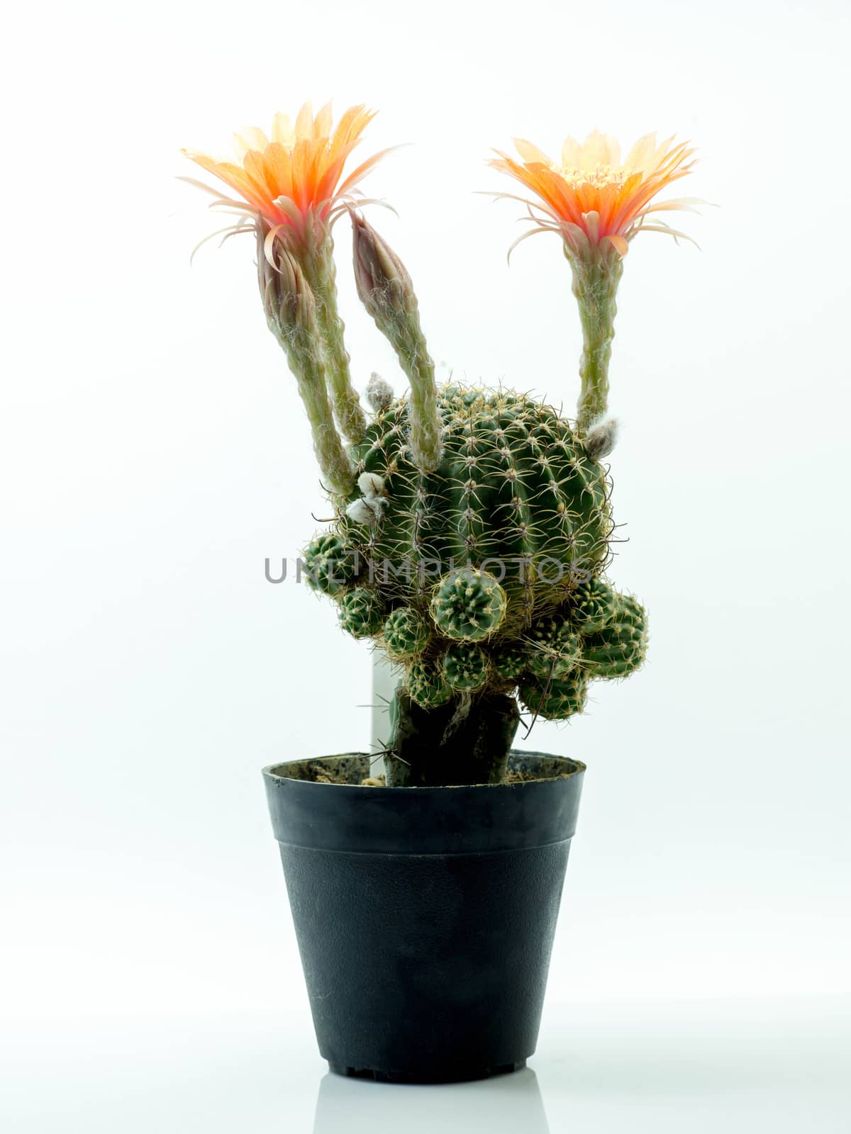 Cactus with Orange flower in a pot. Isolated on a white background.