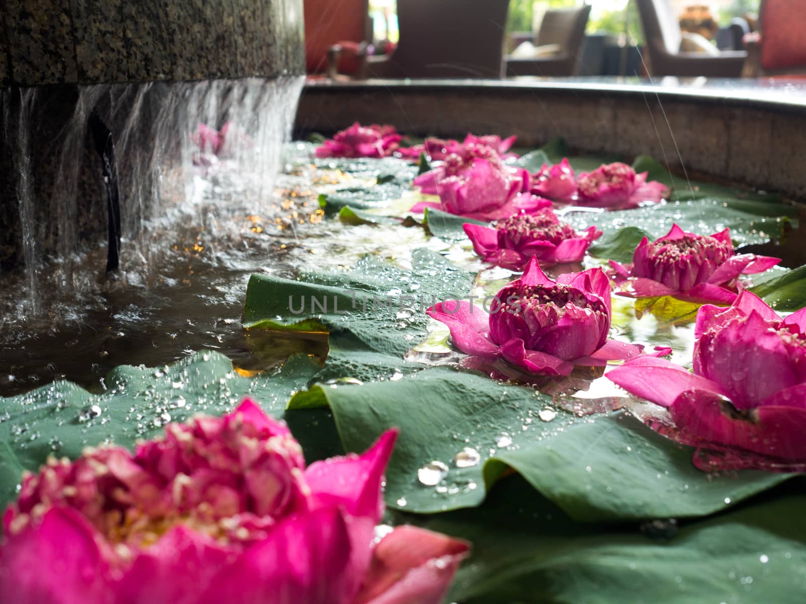 The pink lotus is on the lotus leaf. With drops on the leaf The left side is a small waterfall.