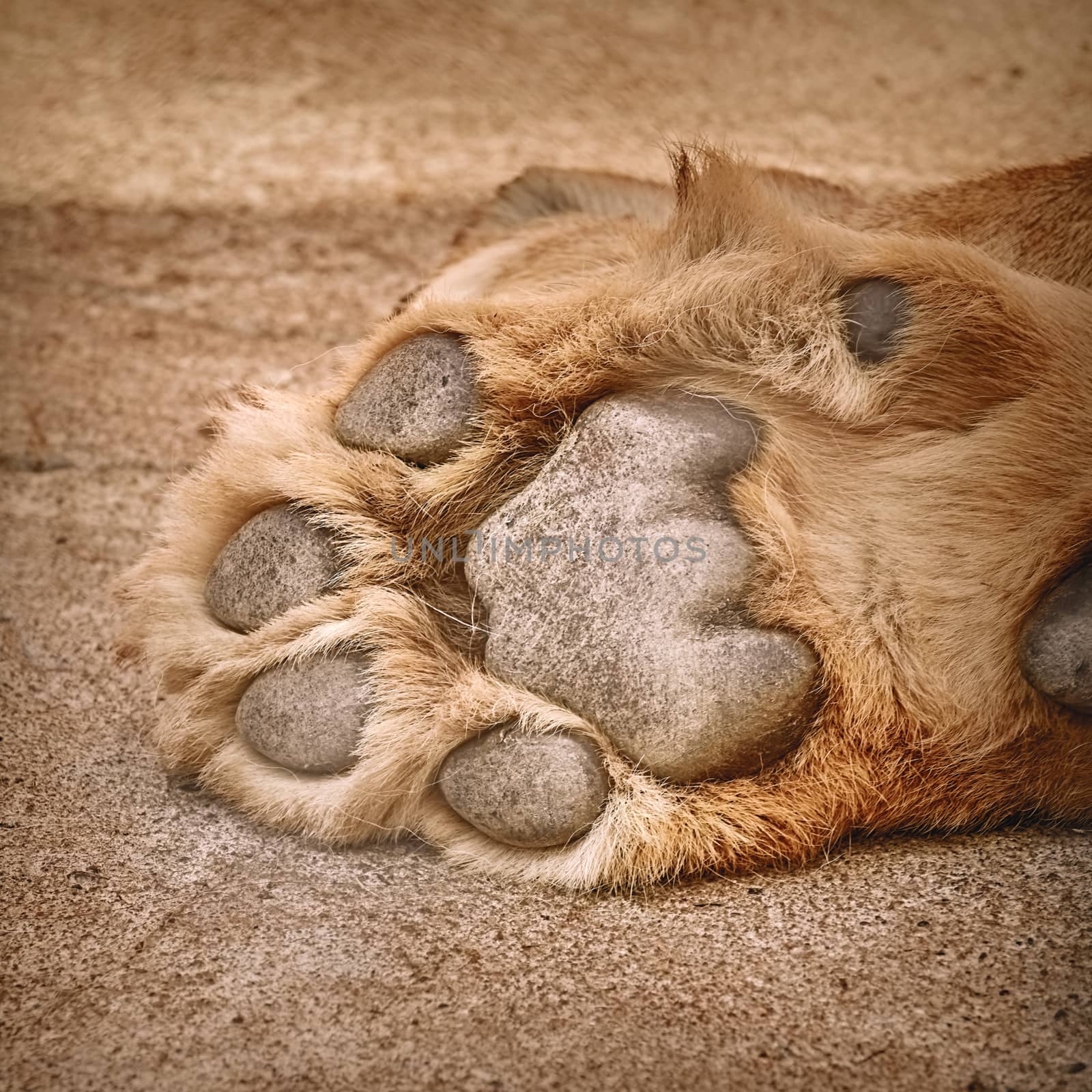 Paw of Lion Showing Pads