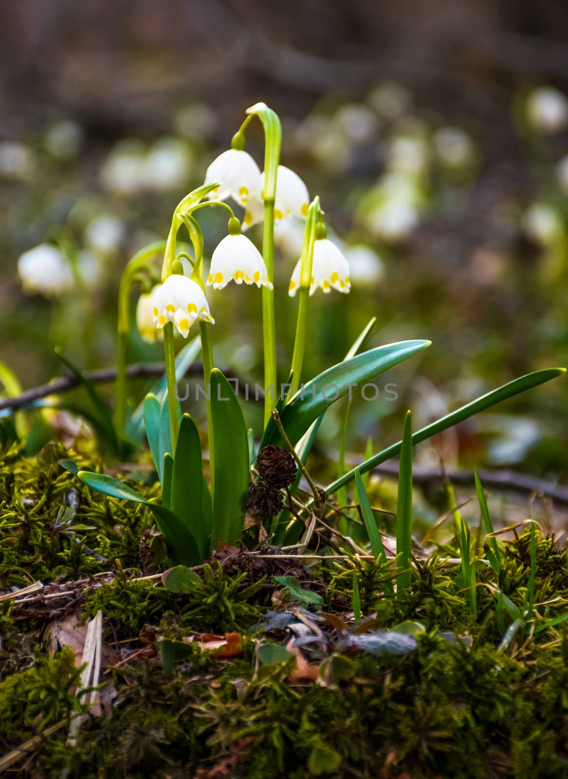 Beautiful blooming of White spring Snowflake by Pellinni