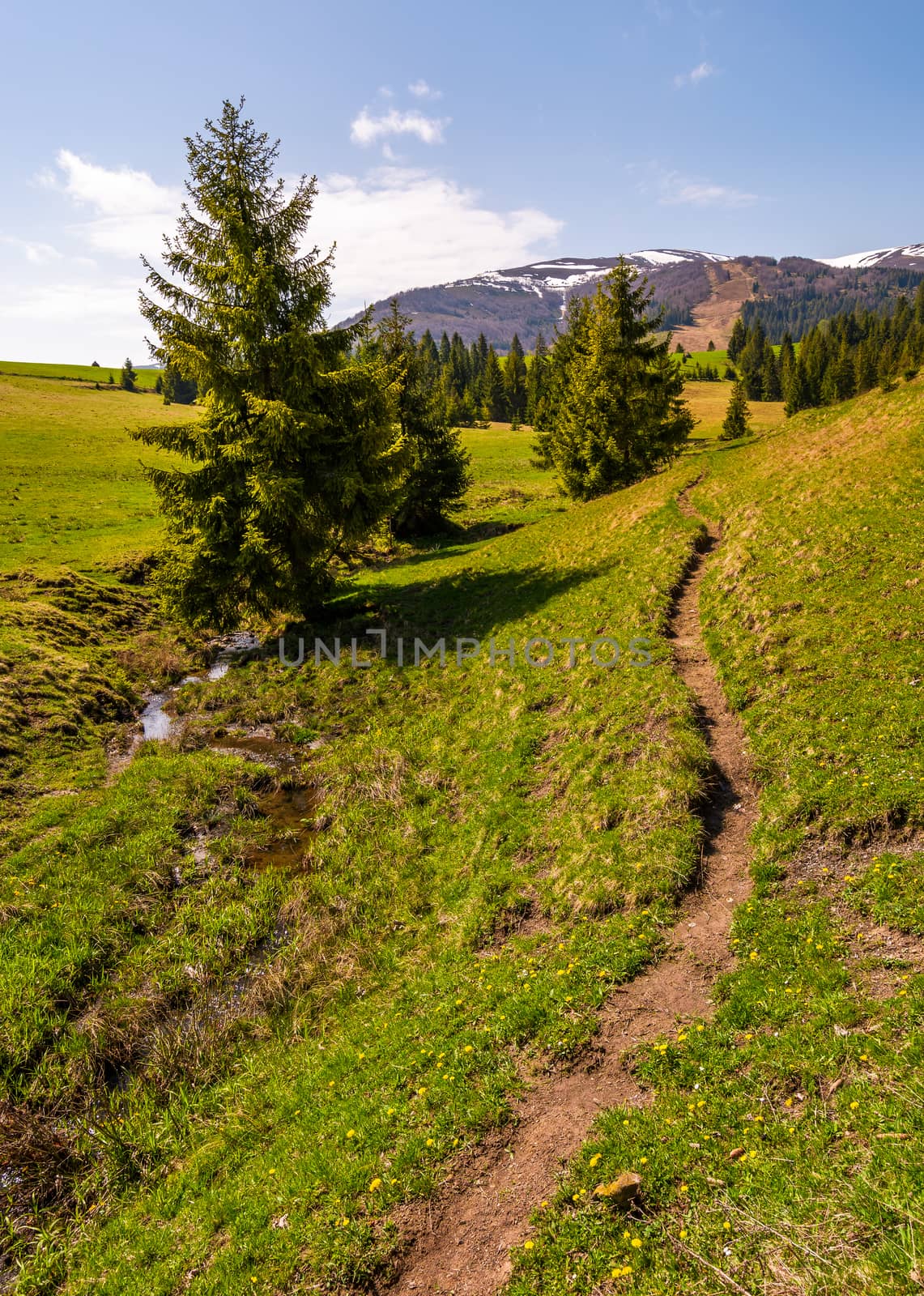 path through grassy slope in to the forest. beautiful springtime landscape with snowy mountain tops in the distance