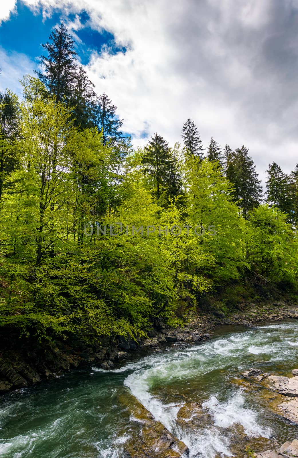 powerful mountain river and forest on a cliff. gorgeous nature scenery in spring time with beautiful sky. power of nature concept