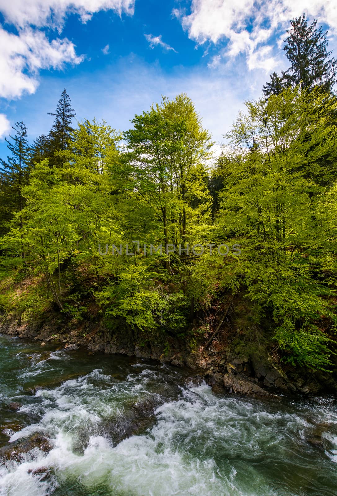powerful mountain river and forest on a cliff by Pellinni