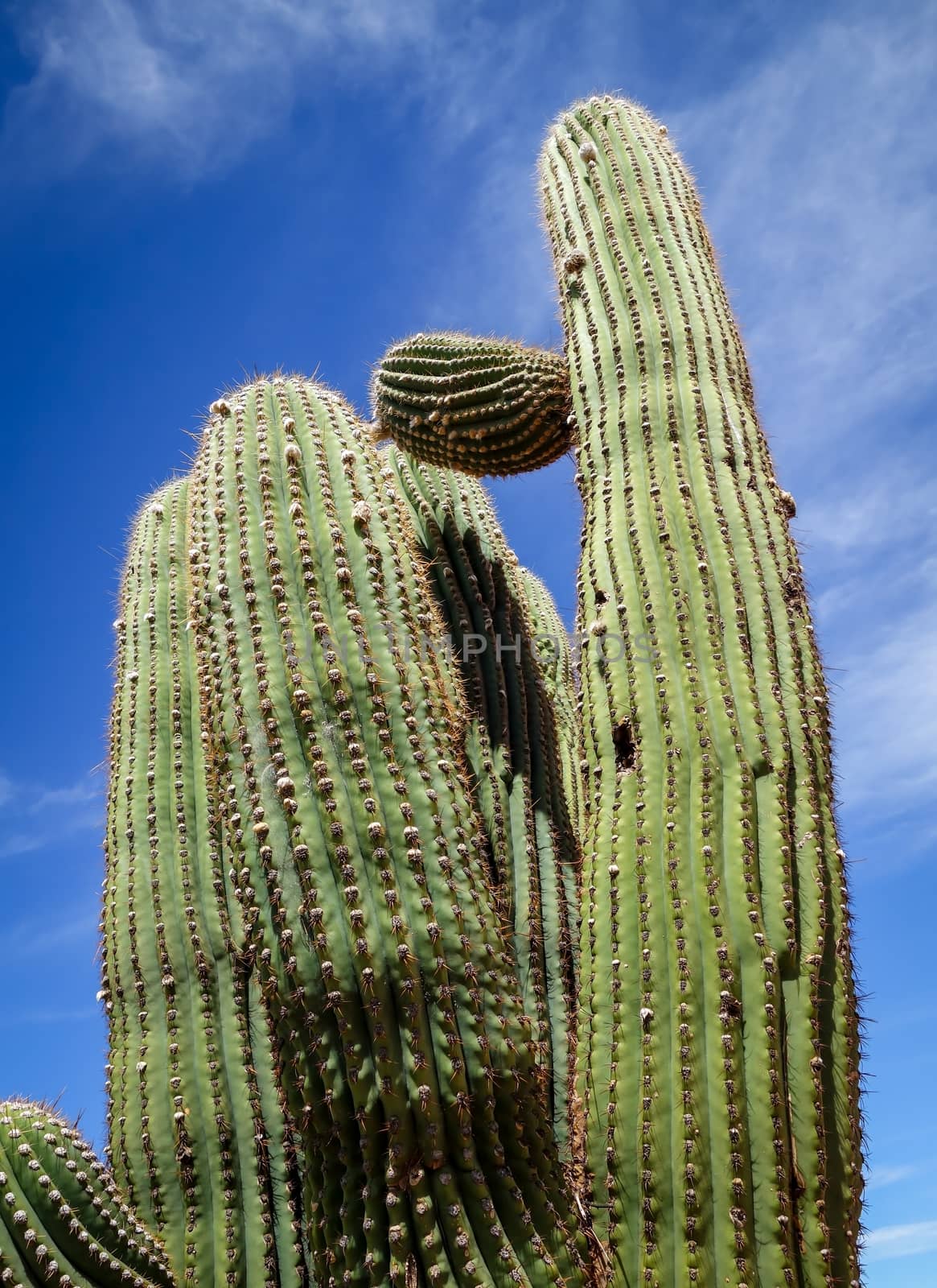 Giant cactus close up view. Tilcara, Argentina