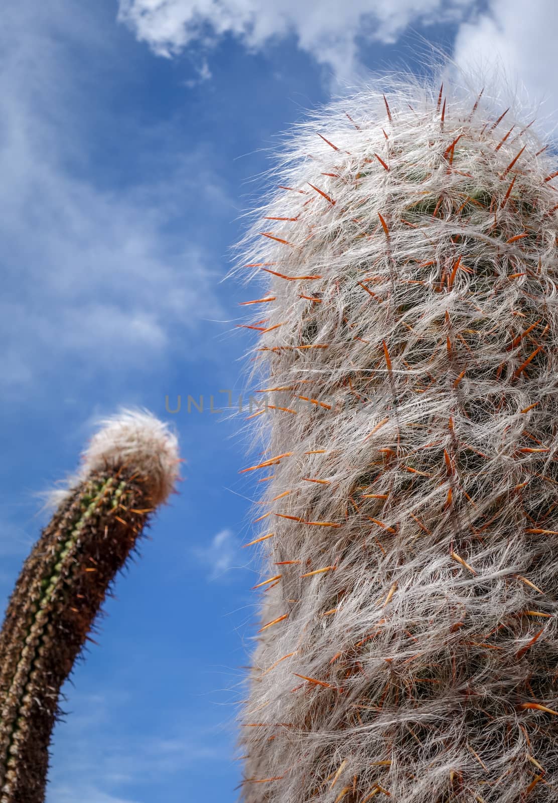 Hairy Cactus detail in the desert. Tilcara, Argentina