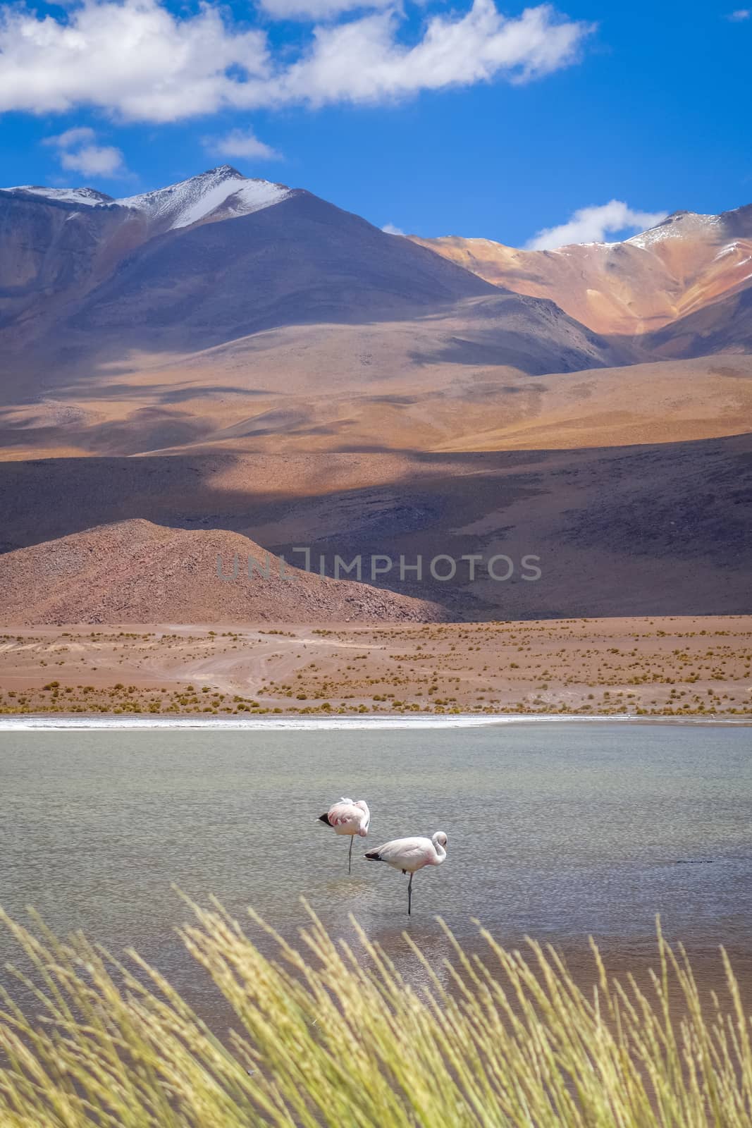 Pink flamingos in altiplano laguna, sud Lipez reserva Eduardo Avaroa, Bolivia