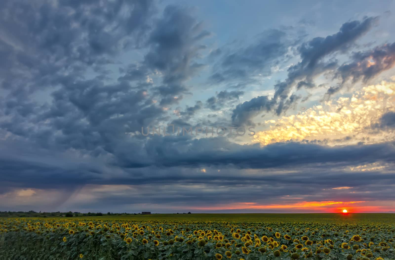 The exciting landscape of a sunflower field at stormy clouds at sunset
