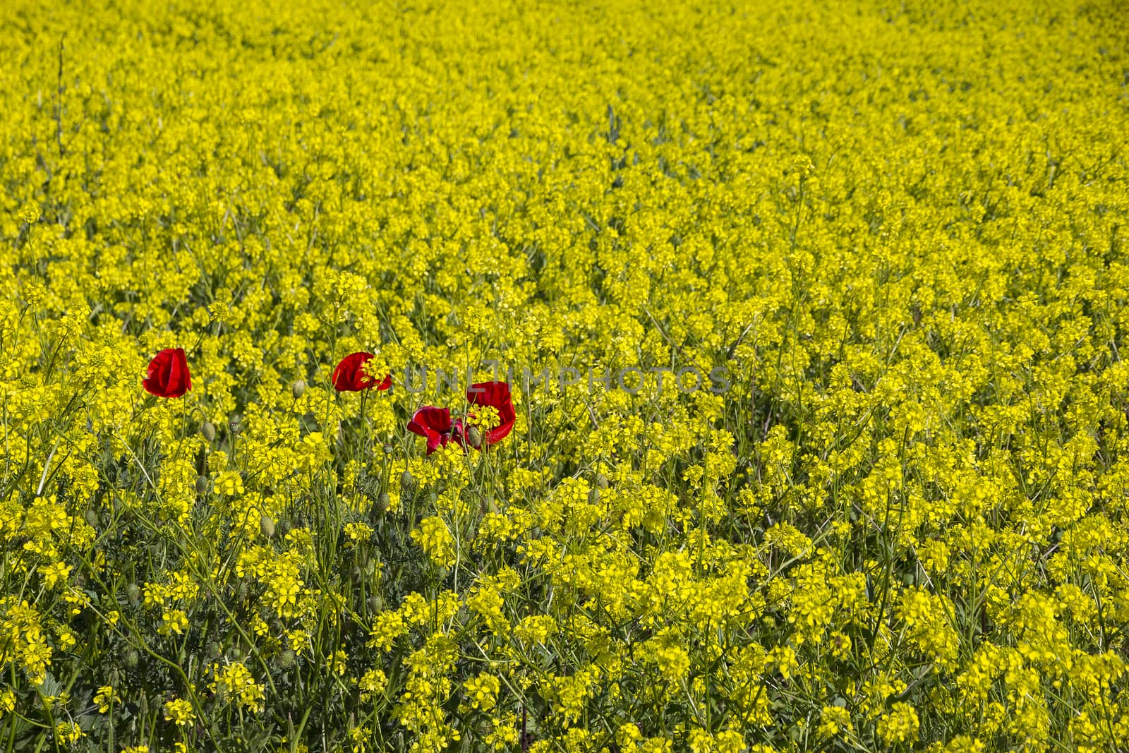 few red poppies between a yellow rapeseed field by EdVal