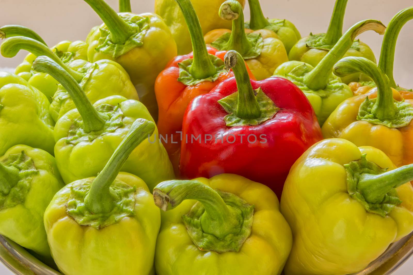 the fresh ripe red yellow green bell peppers on a plate, homegrown autumn harvest