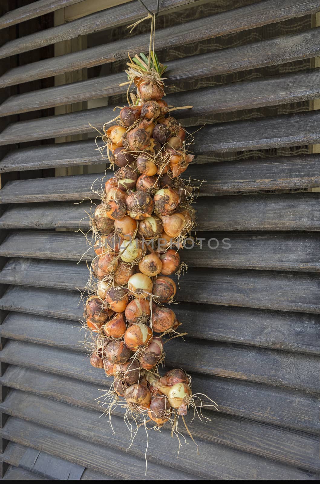 Bunches of yellow onions hanging and drying outside a rustic window. by EdVal