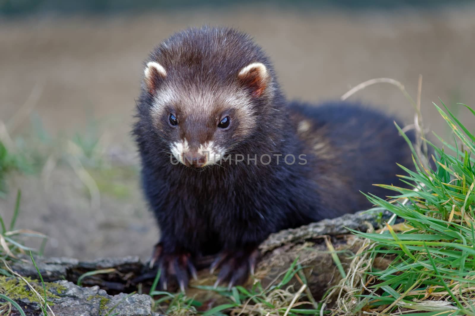 European Polecat (Mustela putorius) Enjoying the Sunshine by phil_bird