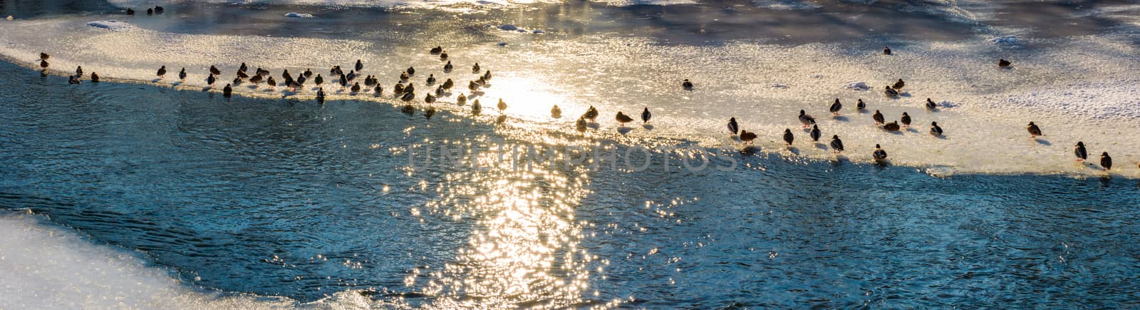 flock of ducks on the ice of frozen river by Pellinni