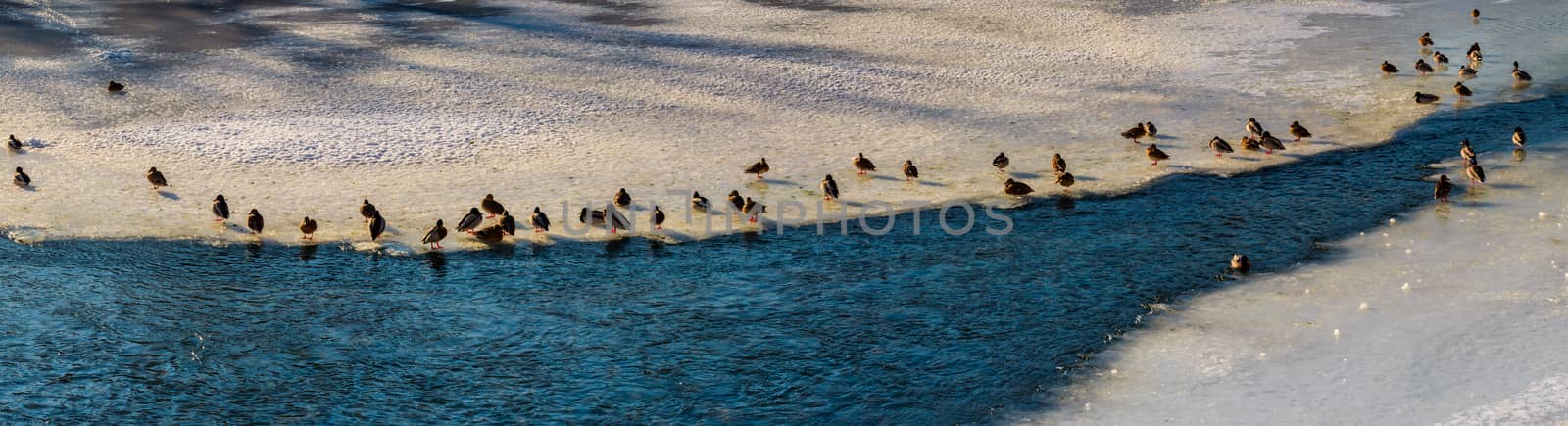panoramic image with flock of ducks on the ice of frozen river