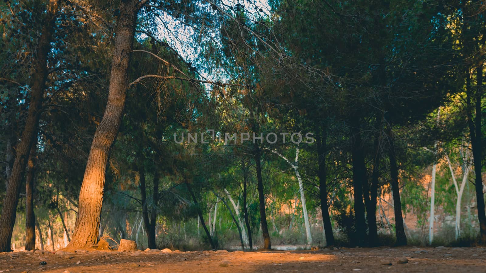 Low angle view of pine tree forest at sunset light time by wavemovies