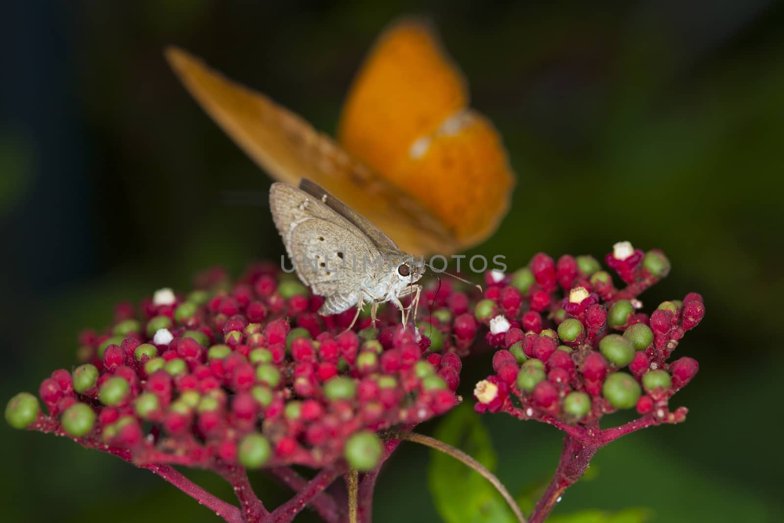 Close up of a small hazelly butterfly (Hesperiidae) with the big eyes on Flower Profile.