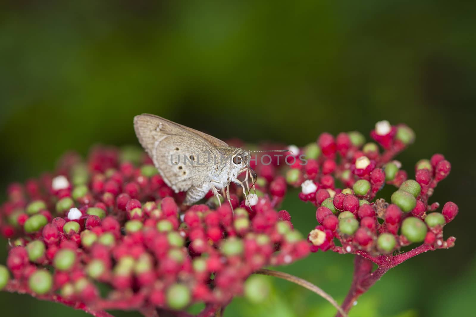 Close up of a small hazelly butterfly (Hesperiidae) with the big eyes on Flower Profile.