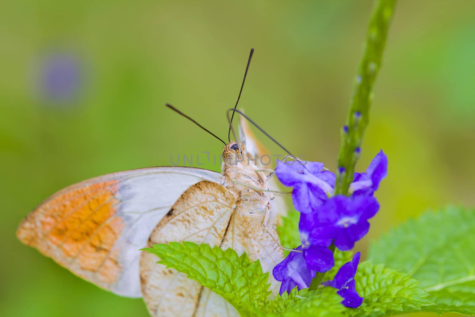 An orange tip-butterfly is sitting on a Leaves