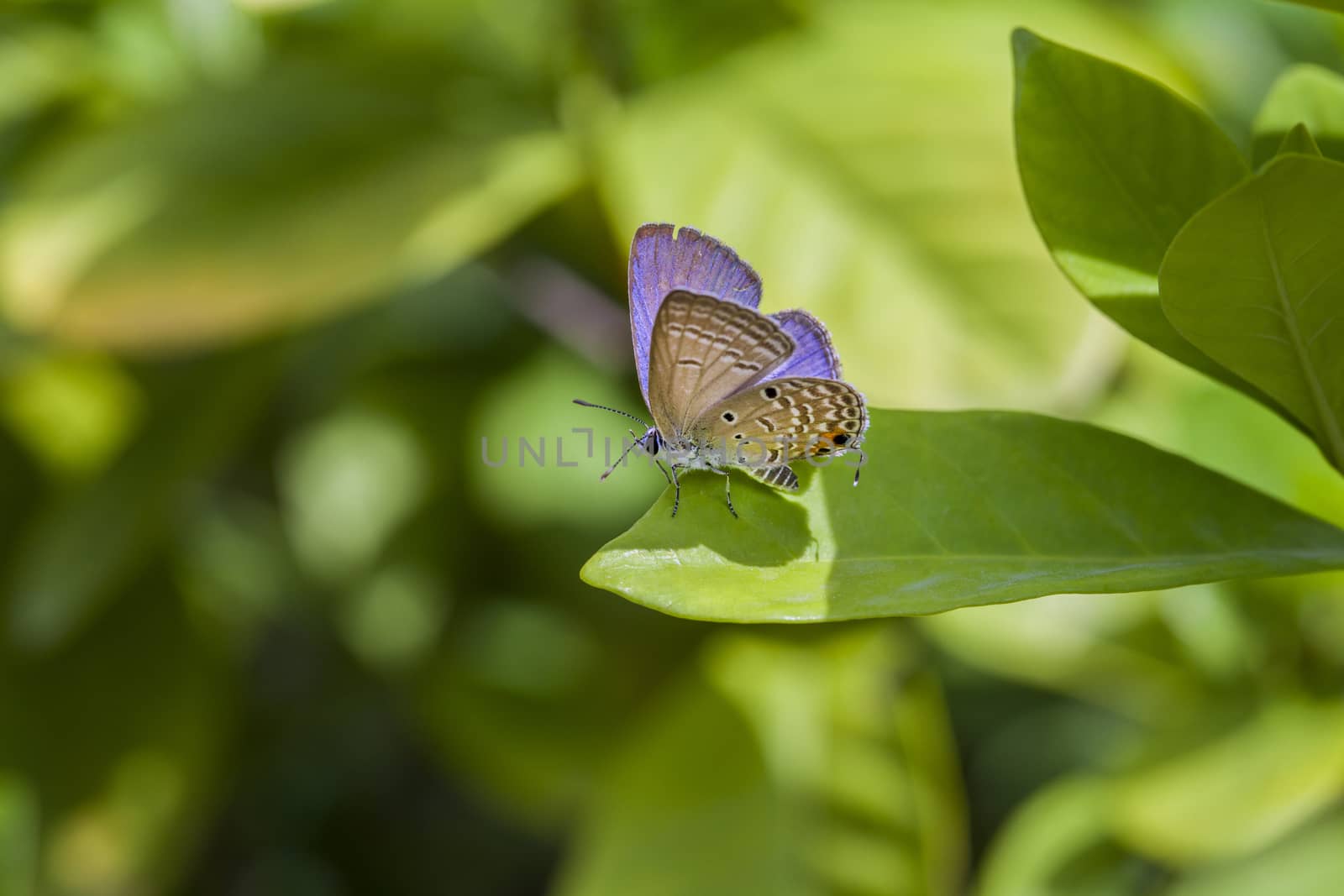 Beautiful nature scene with butterfly Macro shot 