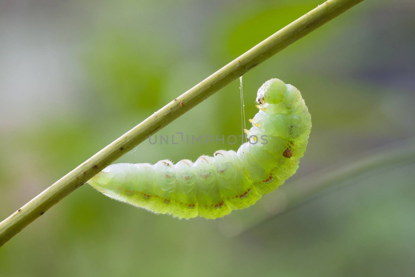 Close up of the caterpillar (Papilio dehaanii) on a leaf by jee1999