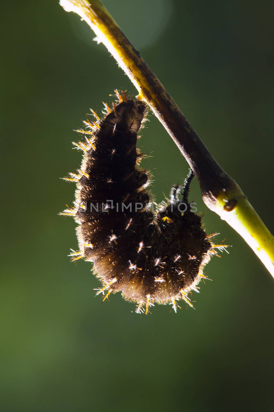 Close up of the caterpillar (Papilio dehaanii) on a leaf by jee1999