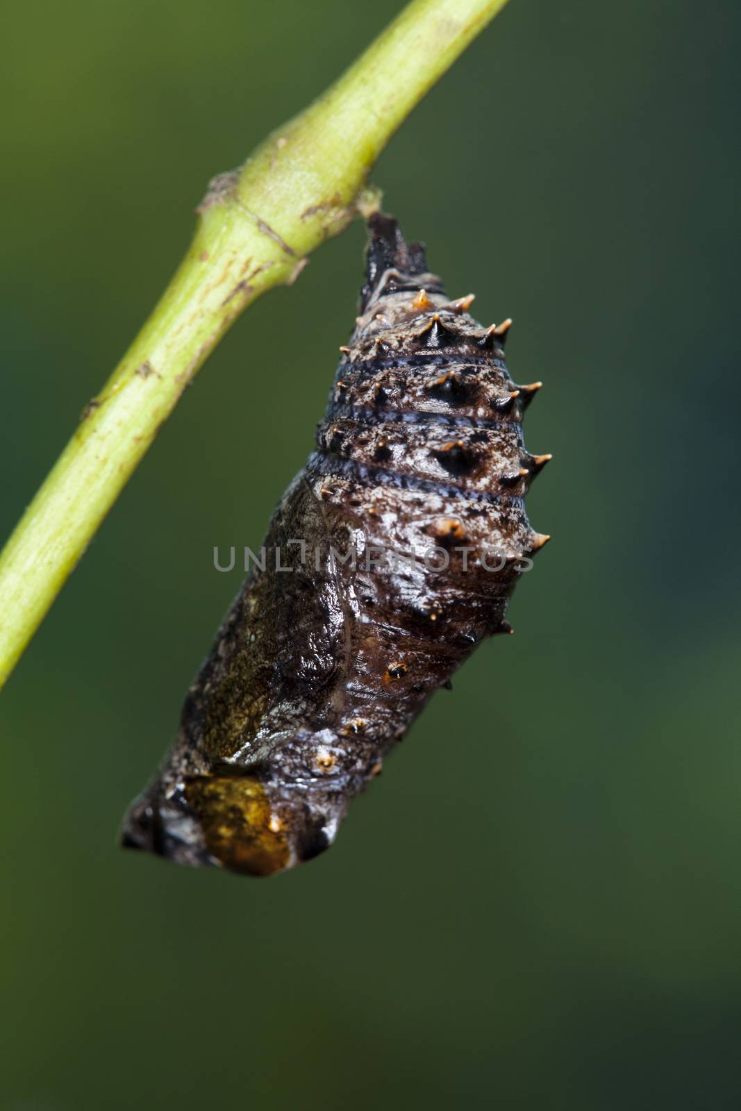 close up chrysalis of butterfly hanging on branch by jee1999