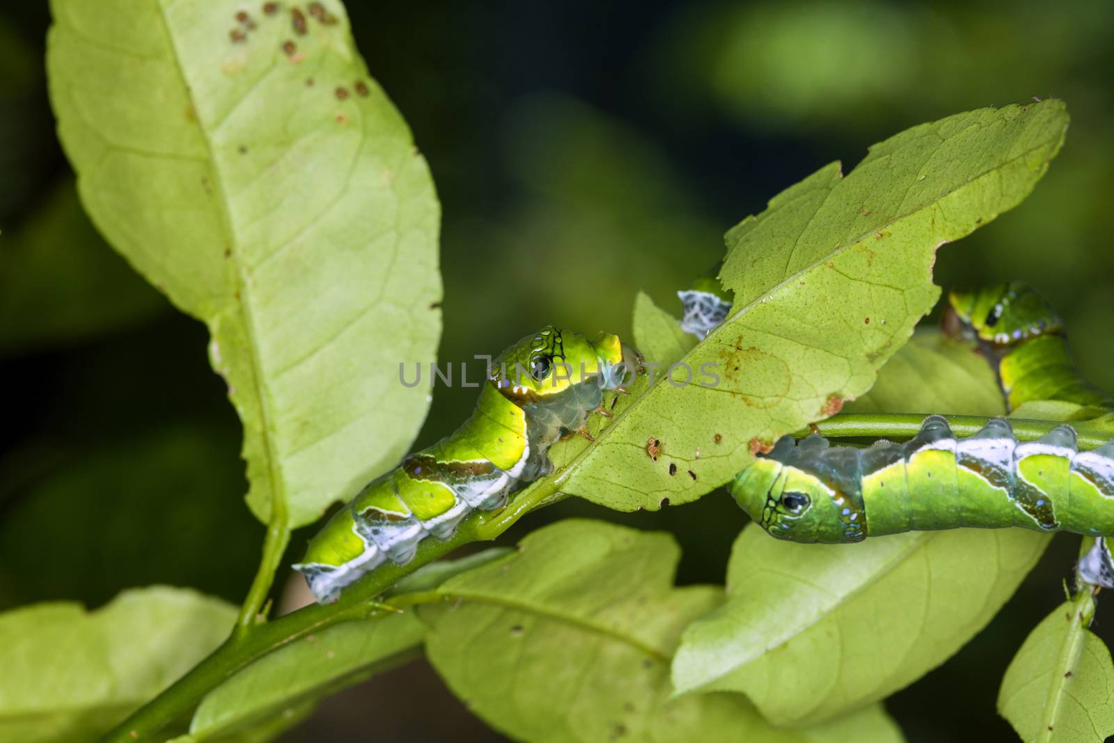 A group of Moth Caterpillars on leaf. Agriculture pest caterpillar icon. Macro of caterpillars on nature background.
