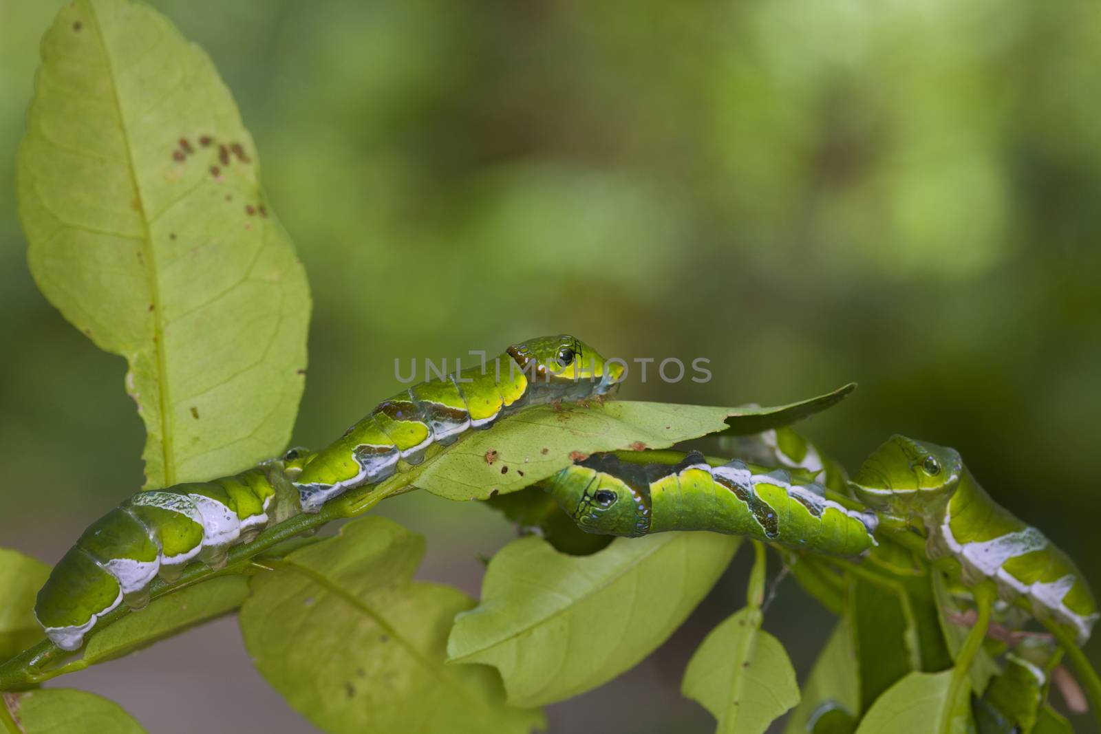 caterpillar worm on branch in the garden by jee1999