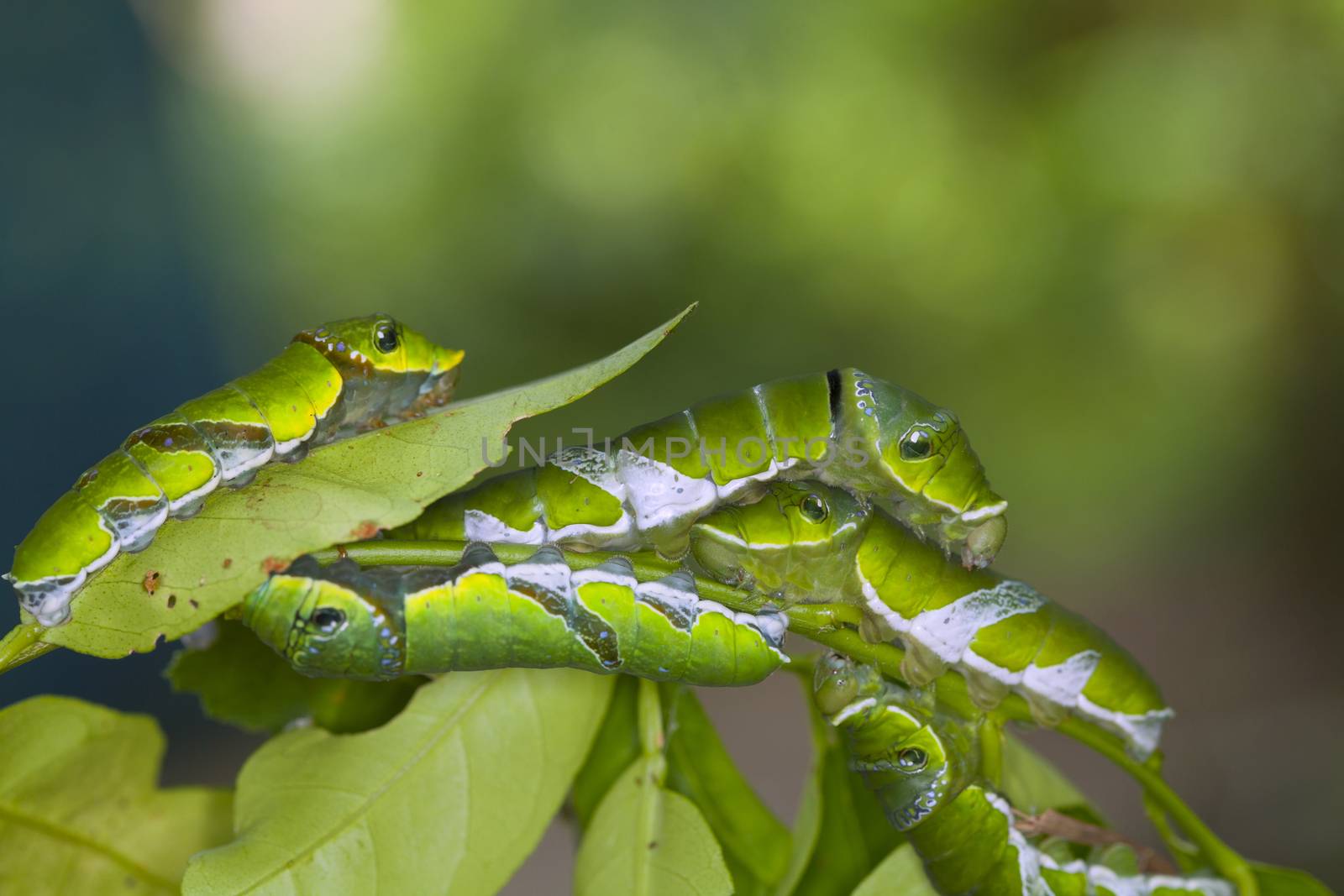 A group of Moth Caterpillars on leaf. Agriculture pest caterpillar icon. Macro of caterpillars on nature background.