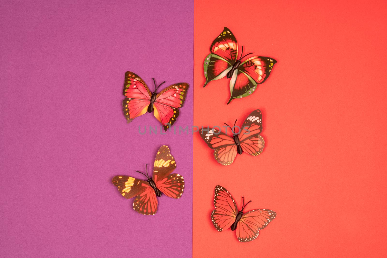 decorative butterflies on a colored background