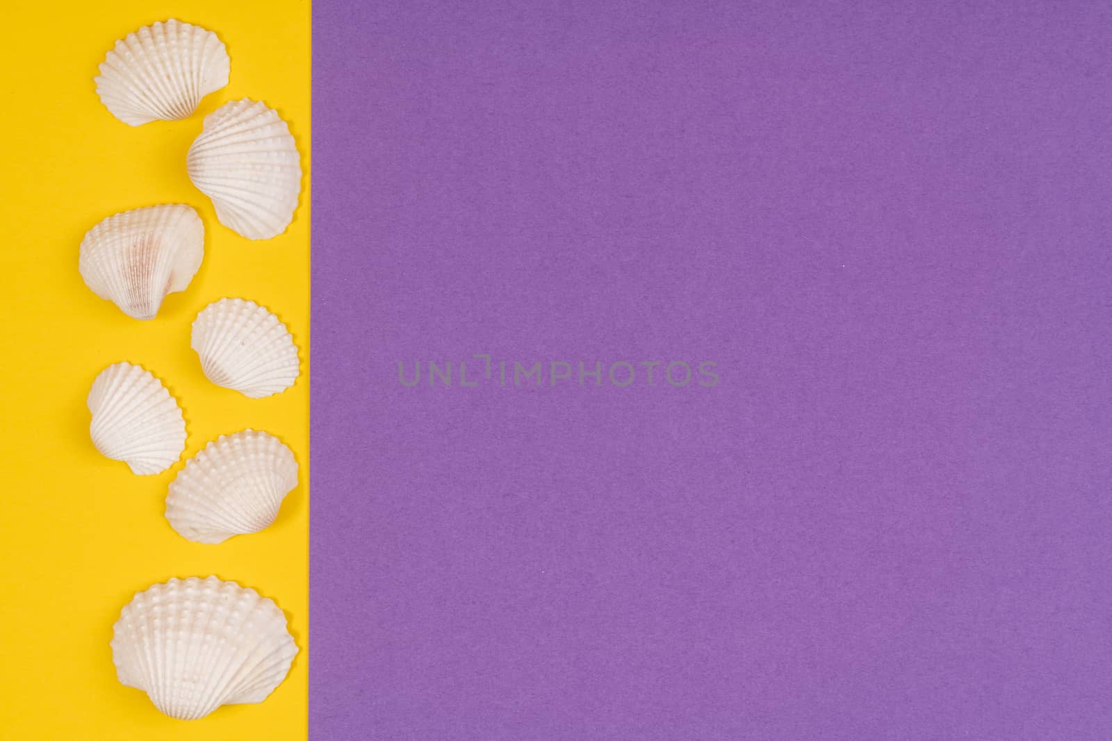 white seashells in a white frame on a colored background by sergiodv