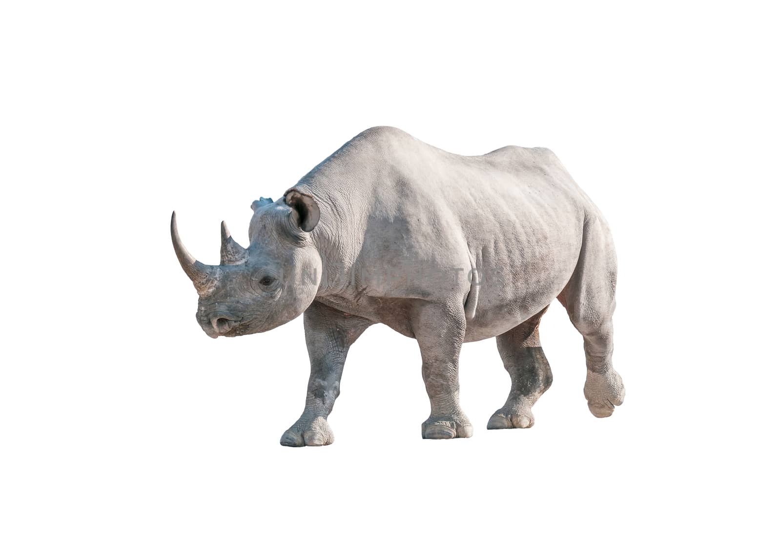 A black rhinoceros, Diceros bicornis, isolated in white in Northern Namiba 